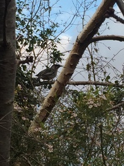 Anthochaera carunculata