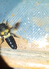 Megachile disjuncta