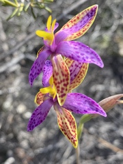 Thelymitra pulcherrima