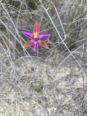 Thelymitra pulcherrima