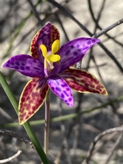 Thelymitra pulcherrima