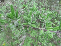 Forestiera tomentosa