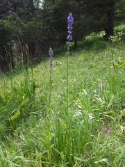 Asyneuma campanuloides