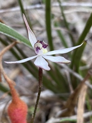 Caladenia saccharata