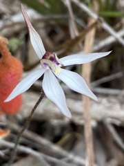 Caladenia saccharata