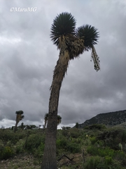 Yucca decipiens