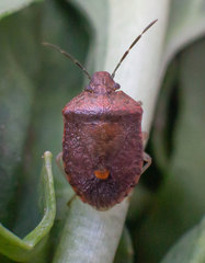 Dryadocoris apicalis