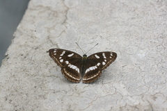 Limenitis moltrechti