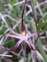 Caladenia footeana
