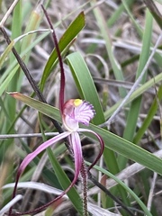 Caladenia footeana