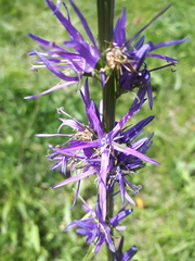 Asyneuma campanuloides