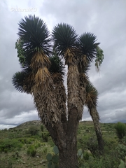 Yucca decipiens