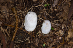 Schizoglossa
