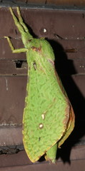 Aenetus eximia