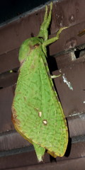 Aenetus eximia