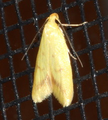 Aeolothapsa malacella