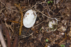 Schizoglossa