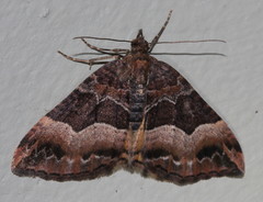 Chrysolarentia lucidulata