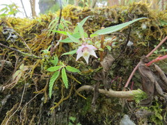 Cyclocodon lancifolius