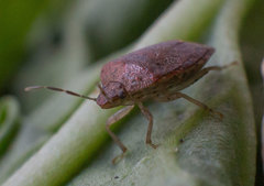 Dryadocoris apicalis
