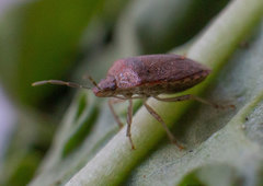Dryadocoris apicalis