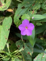 Phlox ovata
