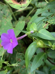 Phlox ovata