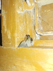 Sceliphron madraspatanum