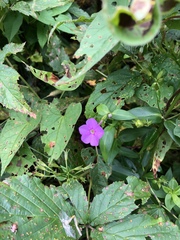 Phlox ovata