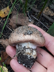 Phlegmacium balteatocumatile