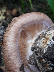 Phlegmacium balteatocumatile