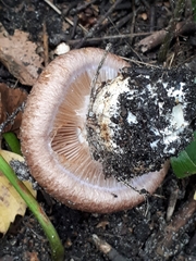 Phlegmacium balteatocumatile