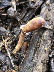 Cordyceps meneristitis