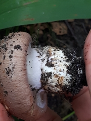 Phlegmacium balteatocumatile