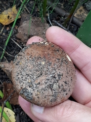 Phlegmacium balteatocumatile