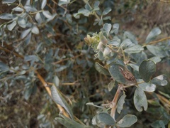 Halimodendromyia heptopotamica