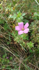 Geranium endressii