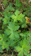 Geranium endressii