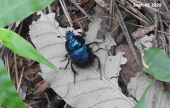 Phelotrupes auratus
