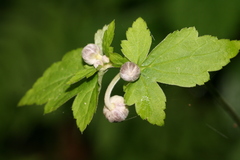 Eriocapitella vitifolia