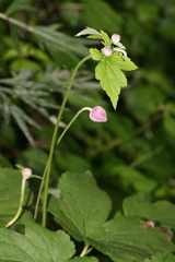 Eriocapitella vitifolia