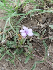Dyschoriste decumbens