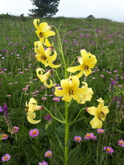 Lilium kesselringianum