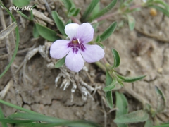 Dyschoriste decumbens