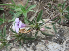 Dyschoriste decumbens