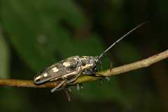 Batocera