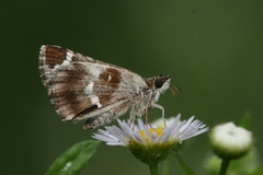 Pyrgus maculatus