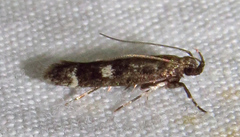 Gelechiini