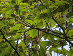 Carpinus rankanensis