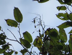 Carpinus rankanensis